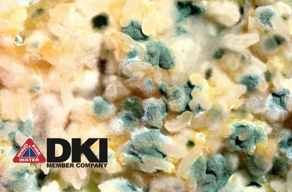Whether you experience mold, asbestos, or other hazardous materials, DKI has the knowledge, training, and experience to perform the needed environmental remediation services. bit.ly/3rJHJtV