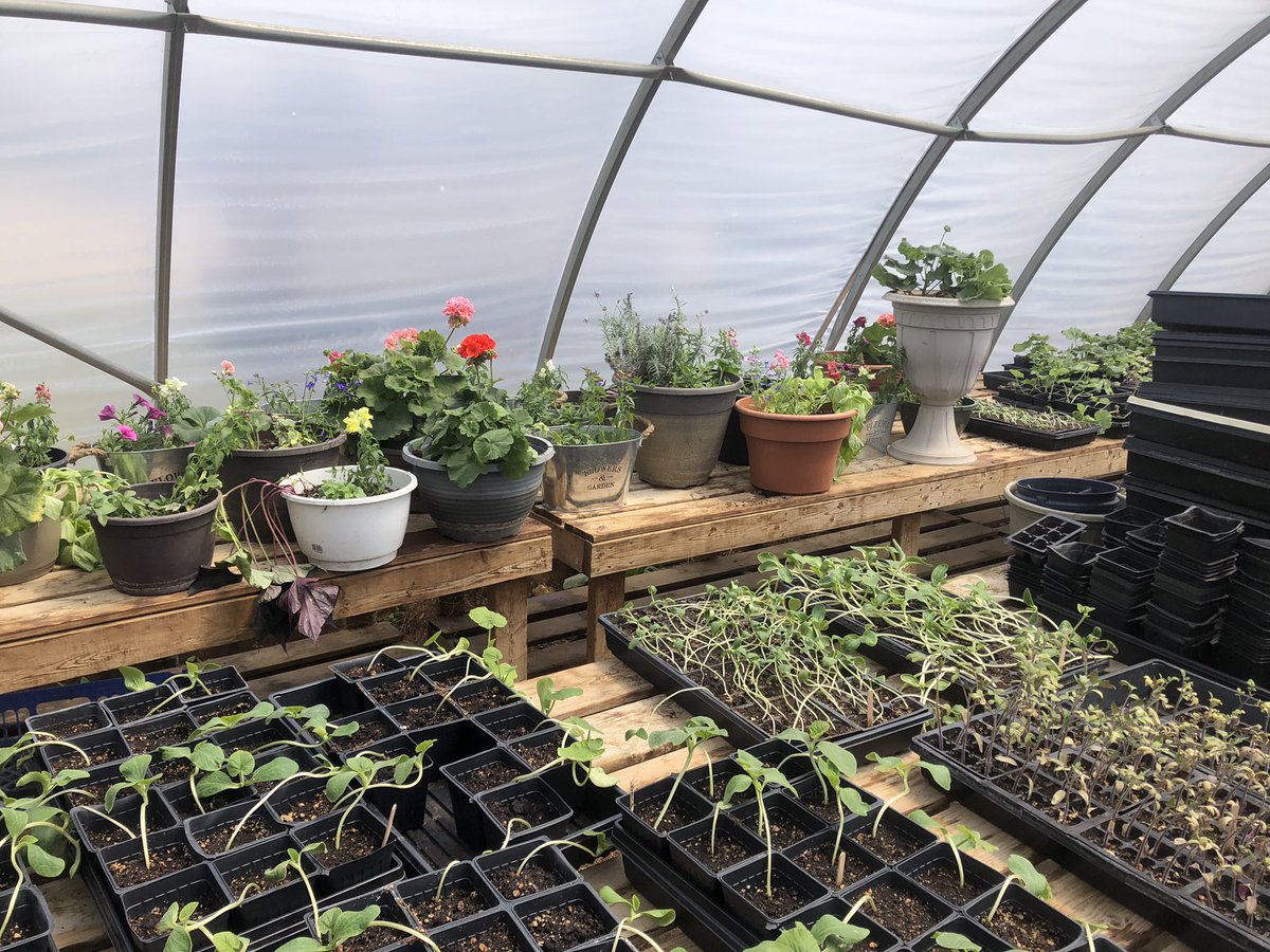 Based on night time temperatures, iy#t has been impossible to leave our plants in the cold frame greenhouse.... until today! We are taking a chance!