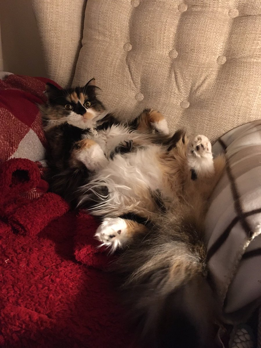 maisiethetortie's tweet photo. #fridayfeeing #CatsofTwitter #CalicoCrew #MaisietheTortie Happy Friday everyone donโt get legless if you go outโฆ https://t.co/jLOVP2dNNu