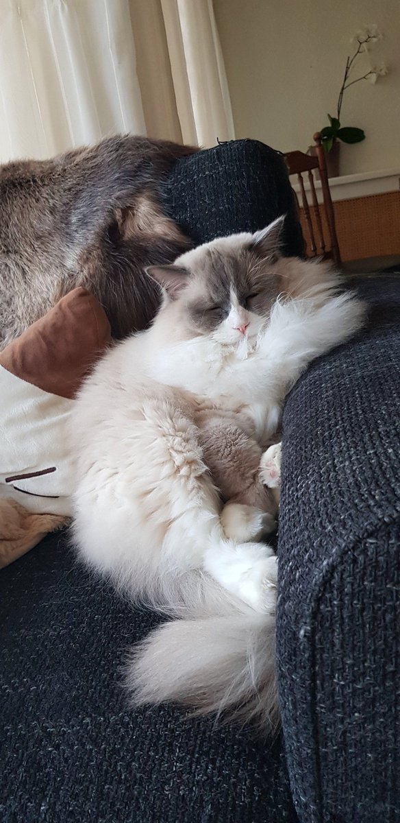 LizzySemmy's tweet photo. Time for my napping... this sofa is always a nice spot 💗💗💗🐈
#CatsOfTwitter #cats #catlovers #bluemittedragdoll https://t.co/R88BdhZYlL