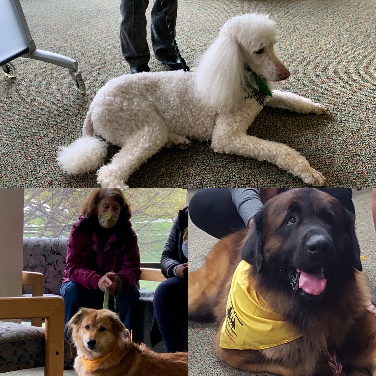 LeMoyneLibrary's tweet photo. Dogs will visit Tues, May 10!    3 – 6 pm.  We have several teams visiting so there will be plenty of pups to go around! https://t.co/j0x3x8kSOm