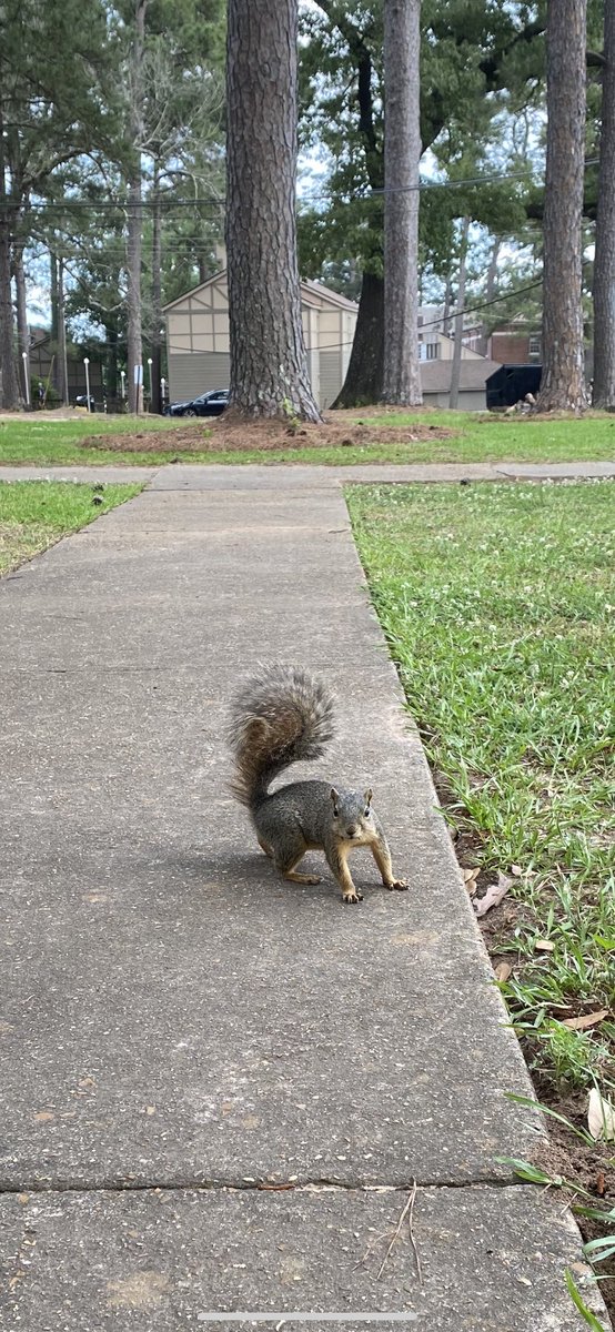 lcusquirrels's tweet photo. congrats on a great year! and congrats to our graduating wildcats! see you in the fall! https://t.co/KqfW204LQ7