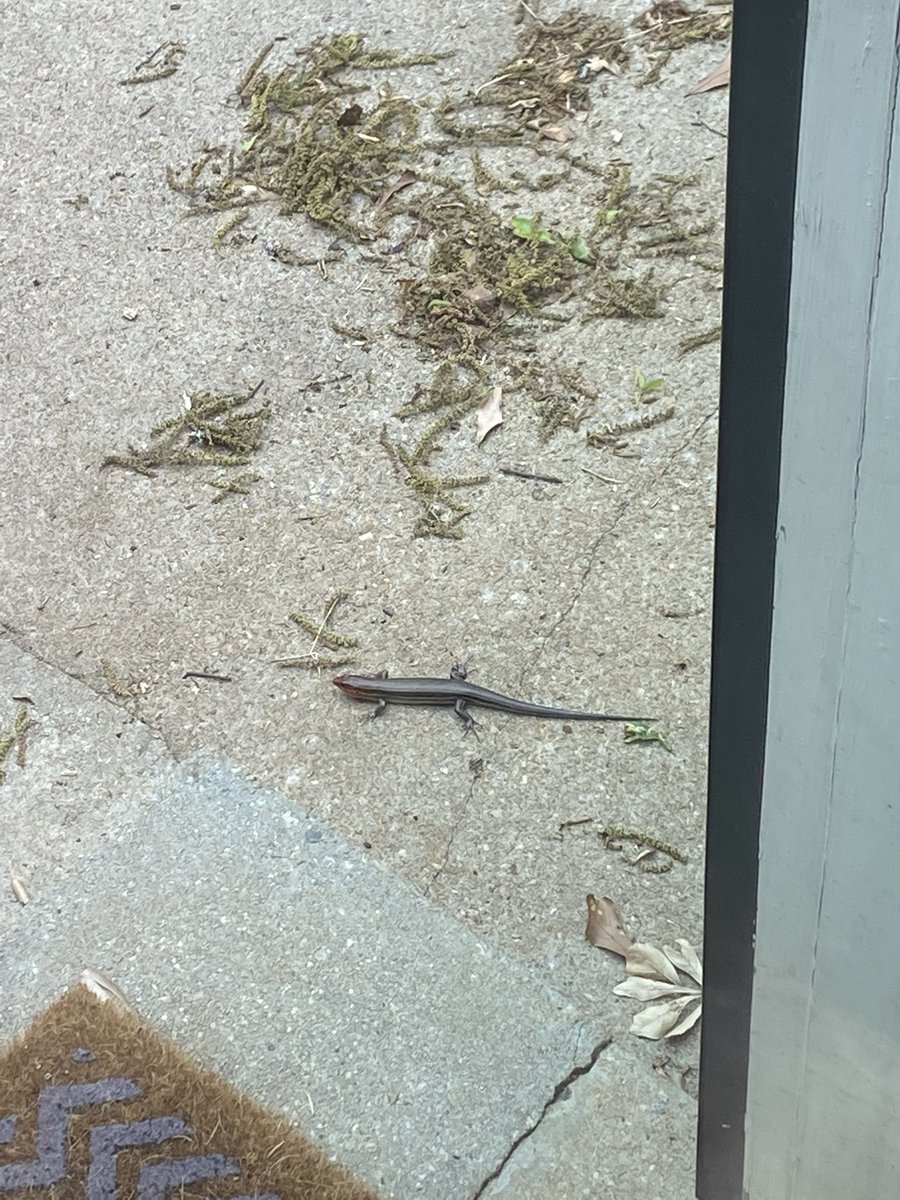 ThaGoodBurger's tweet photo. @Billyhottakes Billy, what kind of salamander am I dealing with here? https://t.co/vg93dwP2PV