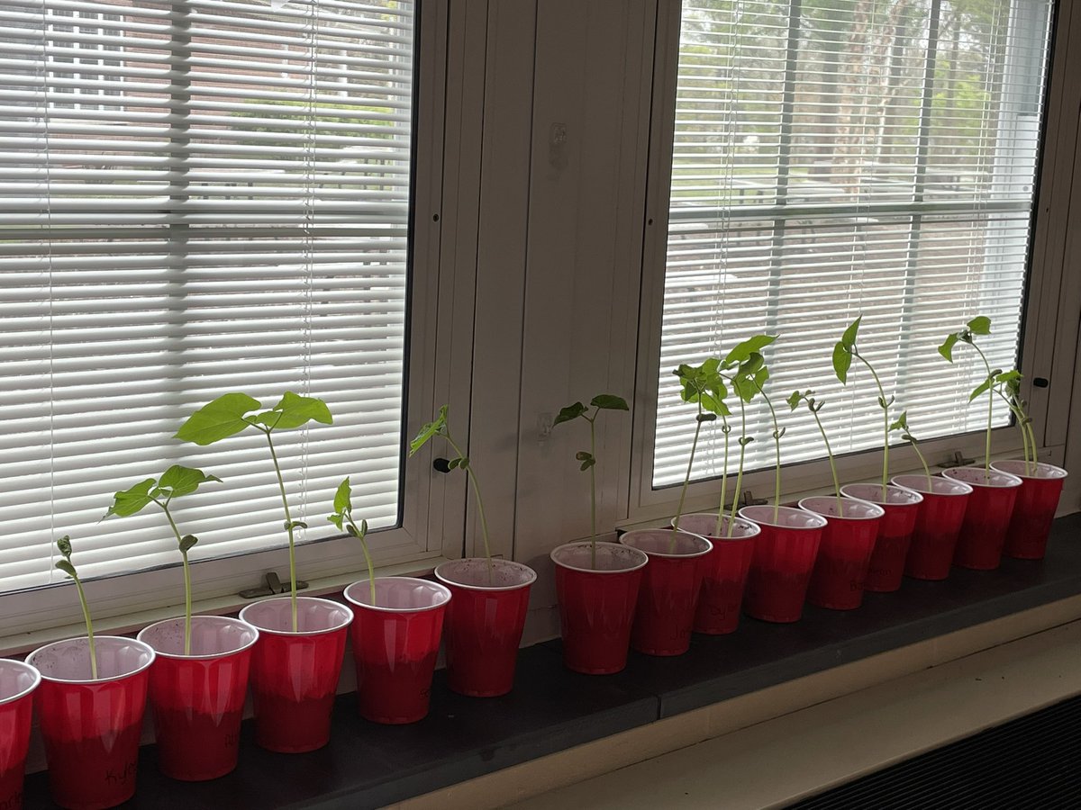 Why grow flowers when you can grow food? Maybe veggies will be exciting this way! #OAPrincipal <a href="/StaffordTwpEd/">Stafford Schools</a> 
#beanplants #teachkidstogrowfood #secondgrade