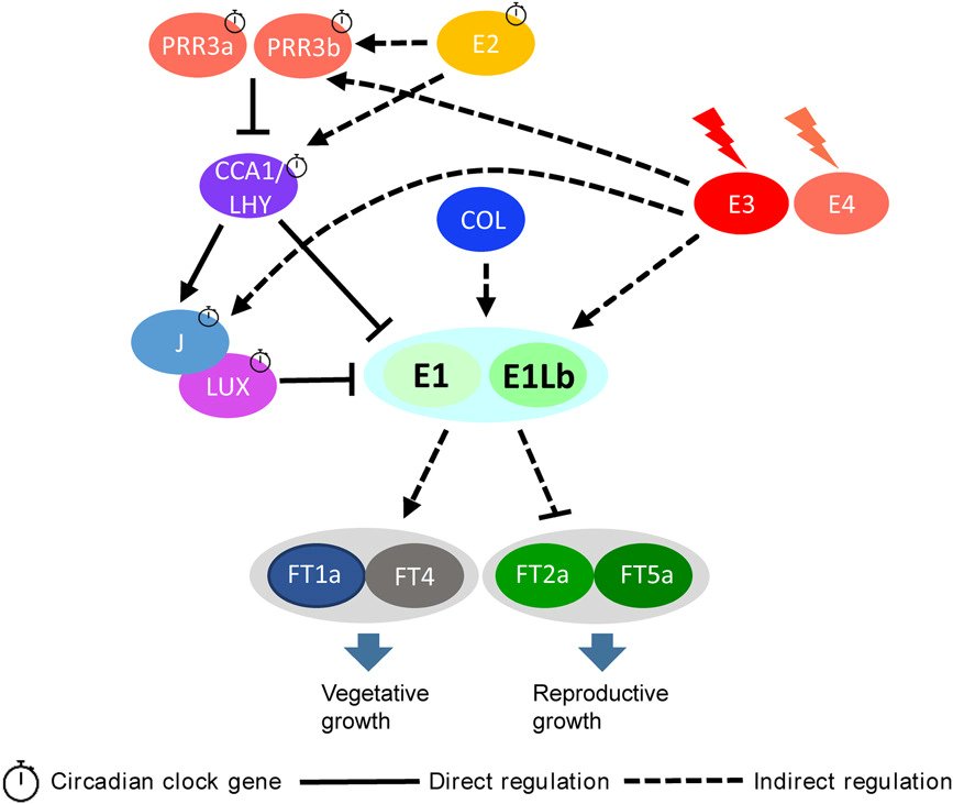 JIPBio's tweet photo. The 🏆#2 JIPB paper for 2021 is this fascinating review by Lin et al., exploring the #molecular mechanisms behind #photoperiodic floral regulation in #soybean. Enjoy full and free access here ⬇️
https://t.co/LPcwUHOgs4 @wileyplantsci #Top10Papers #PlantSci #flowering #CropSci https://t.co/vE8E5IYa0M