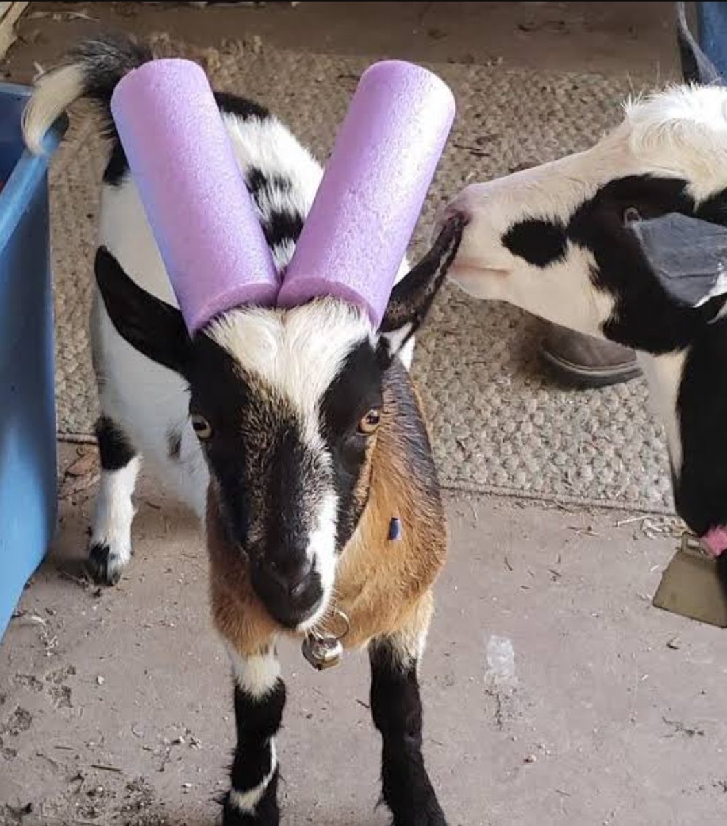 shibakazs's tweet photo. Does this to your au ra https://t.co/ZTKOMqtGAv