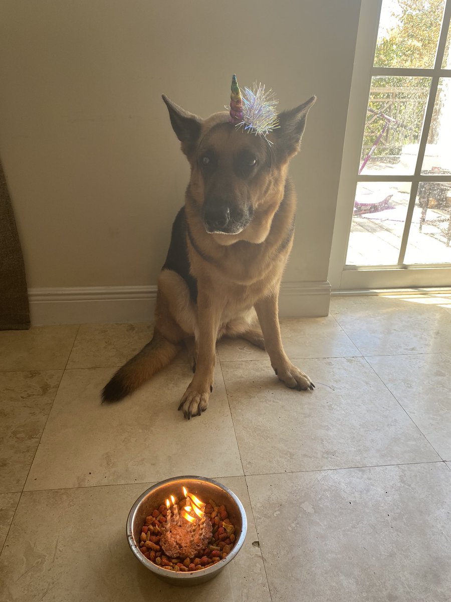 lvkvhuni's tweet photo. My littlest baby turned 7.
#bestdog #myroaddog #happybirthday #suchalady. https://t.co/YQ7LEzlrGz