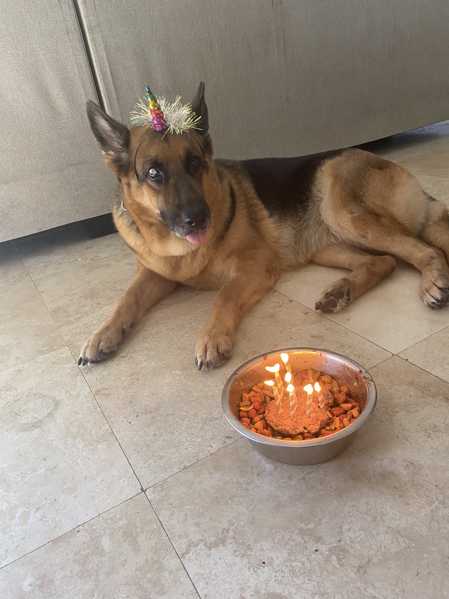 lvkvhuni's tweet photo. My littlest baby turned 7.
#bestdog #myroaddog #happybirthday #suchalady. https://t.co/YQ7LEzlrGz