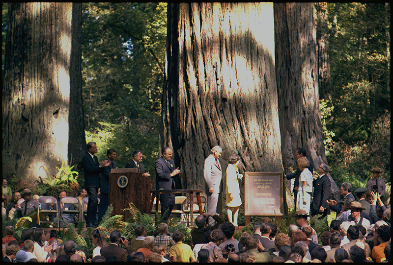 NixonLibrary's tweet photo. This month's #ArchivesHashtagParty is #ArchiveTrees and we can't think of more impressive trees than the magnificent Sequoioideae, what we all know as Redwood trees. (Image: The Nixons & Johnsons at dedication of the Lady Bird Johnson Grove at Redwood National Park, 8/27/1969) https://t.co/w7IVYDFkED
