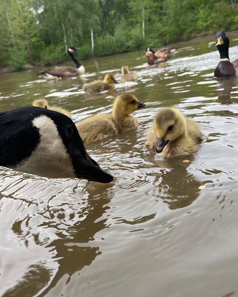 tjd19's tweet photo. closeup on a gosling supper 
👌🐥🍴 #enchantinggoslings #makewayforthegoslings https://t.co/i0BYDAGX5d