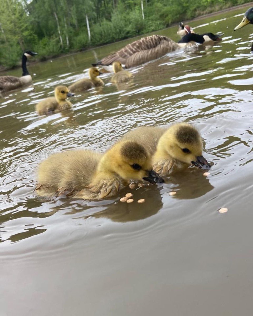 tjd19's tweet photo. closeup on a gosling supper 
👌🐥🍴 #enchantinggoslings #makewayforthegoslings https://t.co/i0BYDAGX5d
