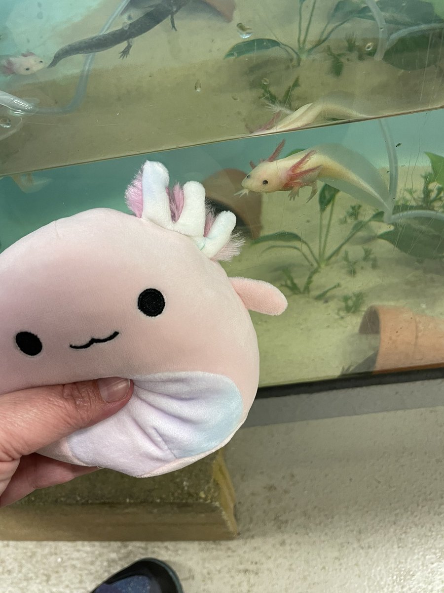 MASTResearch's tweet photo. I got this supercool stuffed axolotl for teacher appreciation week !!! Thank you MJ #WhenHarryMetHarry https://t.co/R7Ilx6LmP5