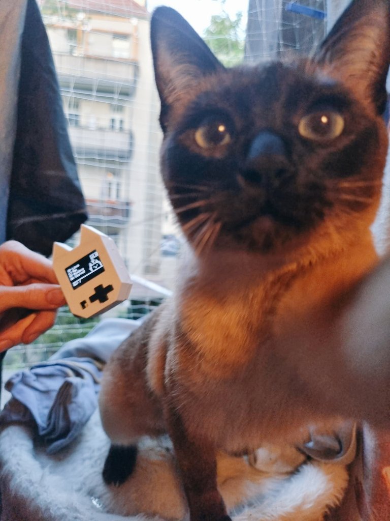 Domenic_Enzo's tweet photo. Today it finally arrived😼🖤🤍
I can finally hold it in my hand today the special #WifiNugget made by @AlexLynd. My cat is also very pleased to model for the special @WiFi_Nugget !

Thank you again very much 😻🤍🖤 https://t.co/BhyboE3kE3