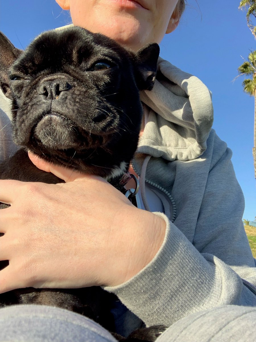 An all-black French bulldog is being held by a person in a grey hoodie. The frenchie looks very pleased with herself and has a cute little smile on her face. The photo is taken outside on a sunny day, where the sky is blue and a palm tree is in the background. 