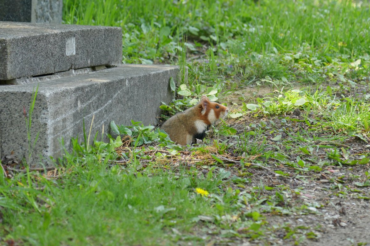 Rita_csf's tweet photo. Watch closely and find the fluffiest rodent you will ever meet in the middle of a city ❤️ Not your tipical setting as @goncalosbotany and I set out to see this tiny critically endangered species at the Vienna Central Cemetery but still, a glorious find. Cricetus cricetus 🐹 https://t.co/9QGSwelJT0