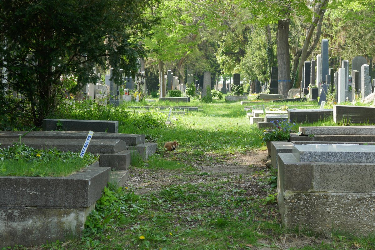 Rita_csf's tweet photo. Watch closely and find the fluffiest rodent you will ever meet in the middle of a city ❤️ Not your tipical setting as @goncalosbotany and I set out to see this tiny critically endangered species at the Vienna Central Cemetery but still, a glorious find. Cricetus cricetus 🐹 https://t.co/9QGSwelJT0