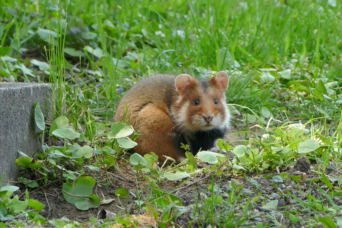 Rita_csf's tweet photo. Watch closely and find the fluffiest rodent you will ever meet in the middle of a city ❤️ Not your tipical setting as @goncalosbotany and I set out to see this tiny critically endangered species at the Vienna Central Cemetery but still, a glorious find. Cricetus cricetus 🐹 https://t.co/9QGSwelJT0