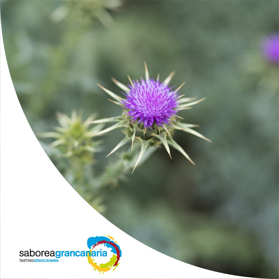 SaboreaGC's tweet photo. ¿Sabías que el #QuesoDeFlor utiliza para su elaboración cuajo vegetal y por eso tiene ese peculiar sabor?☝️ @Dabizdiverxo pudo saborearlo en su visita a #GranCanaria con motivo de las jornadas #Orígenes22 😋
#SaboreaGranCanaria #TastingSpain @SaboreaEspana @turismogc https://t.co/pny6oSIEr7