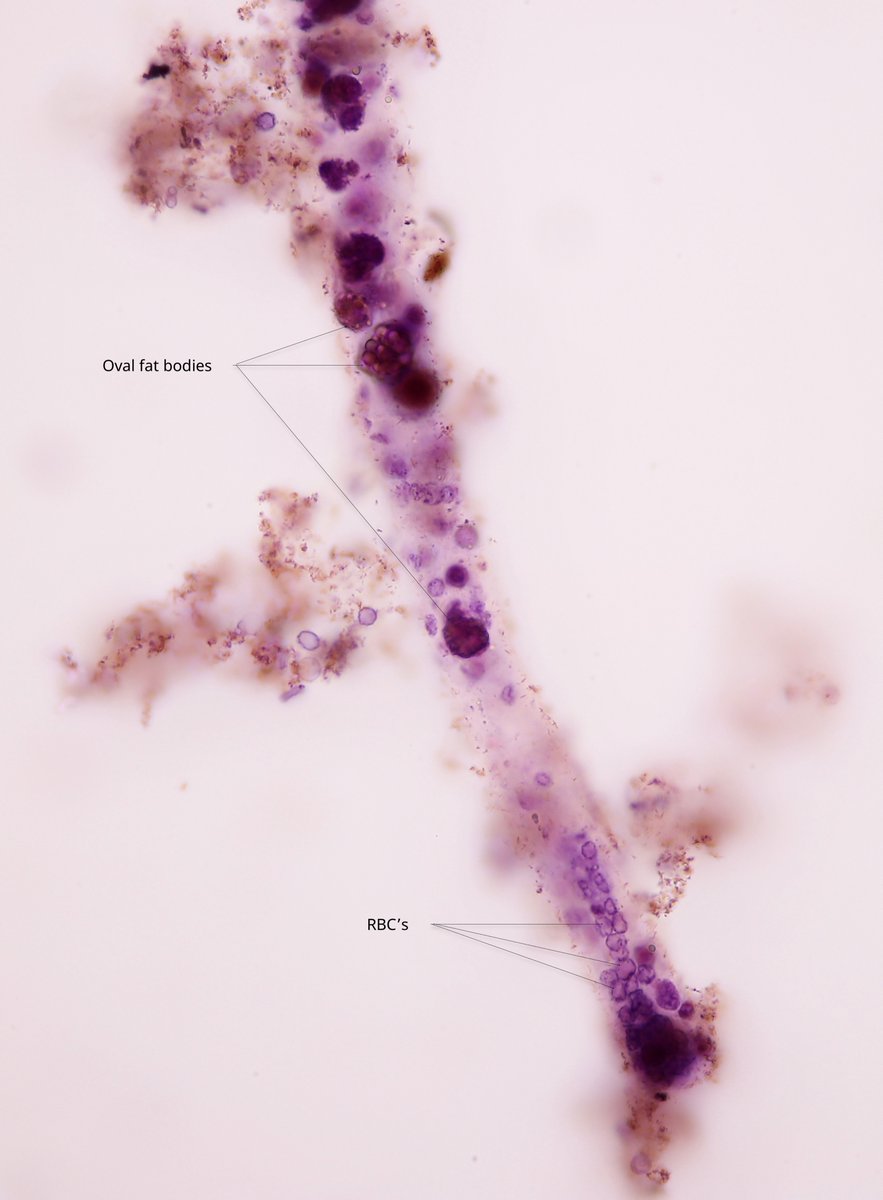 Jay R. Seltzer tweet media