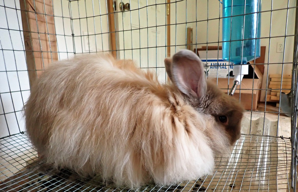 StarMossAcres's tweet photo. Thought I'd show the father of these two litters. This is Tucker, a French Angora male. #rabbit #frenchAngora #Angora #Rabbitry #Fiber #wool #Farm #FarmLife #Homesteading https://t.co/R30gYoK7Tr