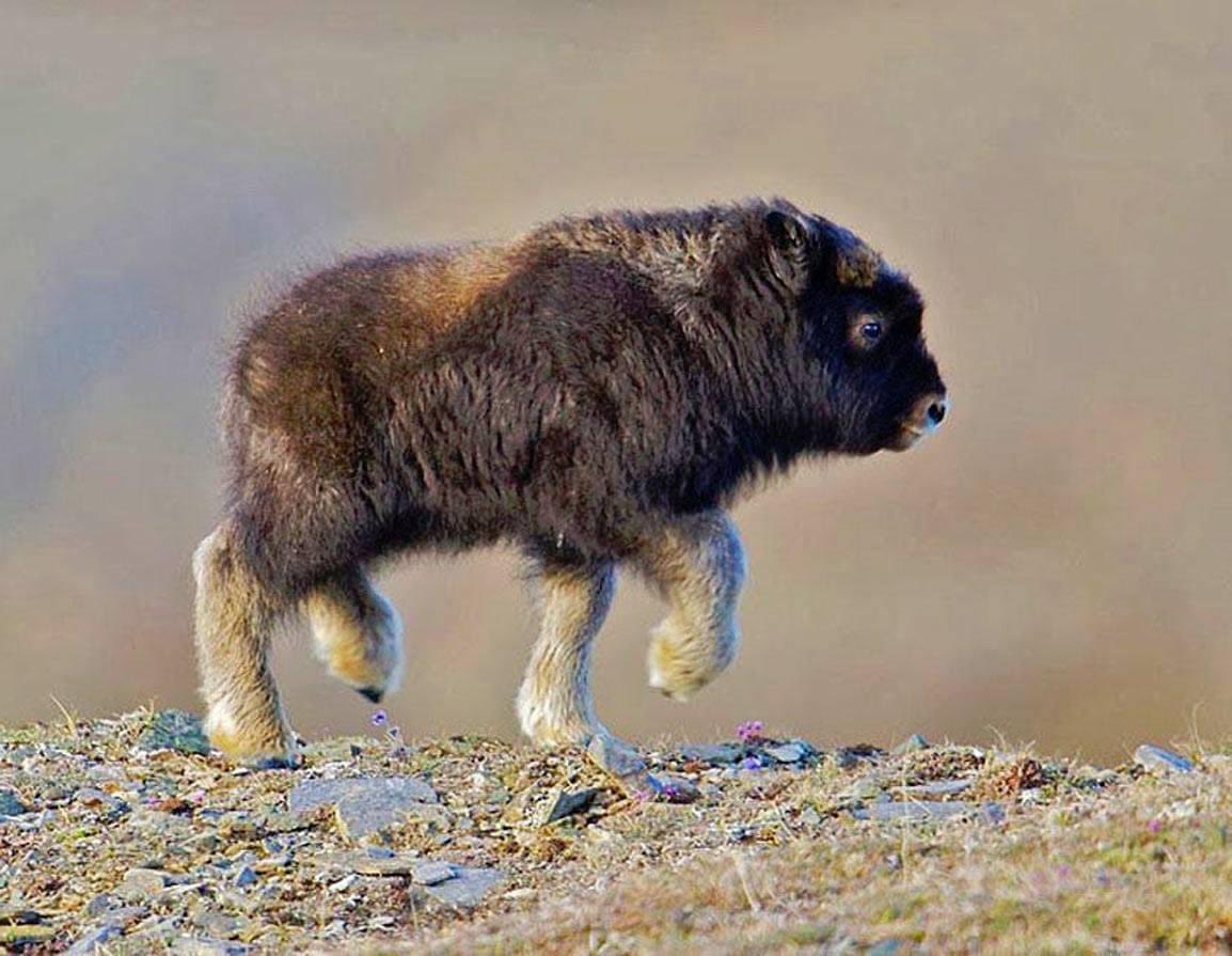 #BabyBison #Bison #Baby #Wildlife #wildlifephotography