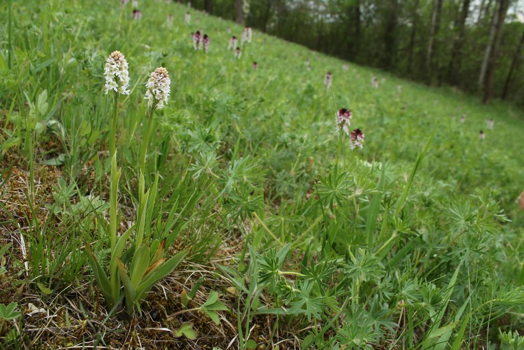 SterbovaJitka's tweet photo. Kolegové z Českého středohoří nás vzali na louku plnou vstavačů osmahlých (#Neotinea ustulata). Tolik kriticky ohrožených osmahlíků jsme nikdy neviděli💚. Vzácně tam rostli i albíni a růžoví kříženci se v. trojzubým.
#kytkoosveta https://t.co/VTuugIkT7P