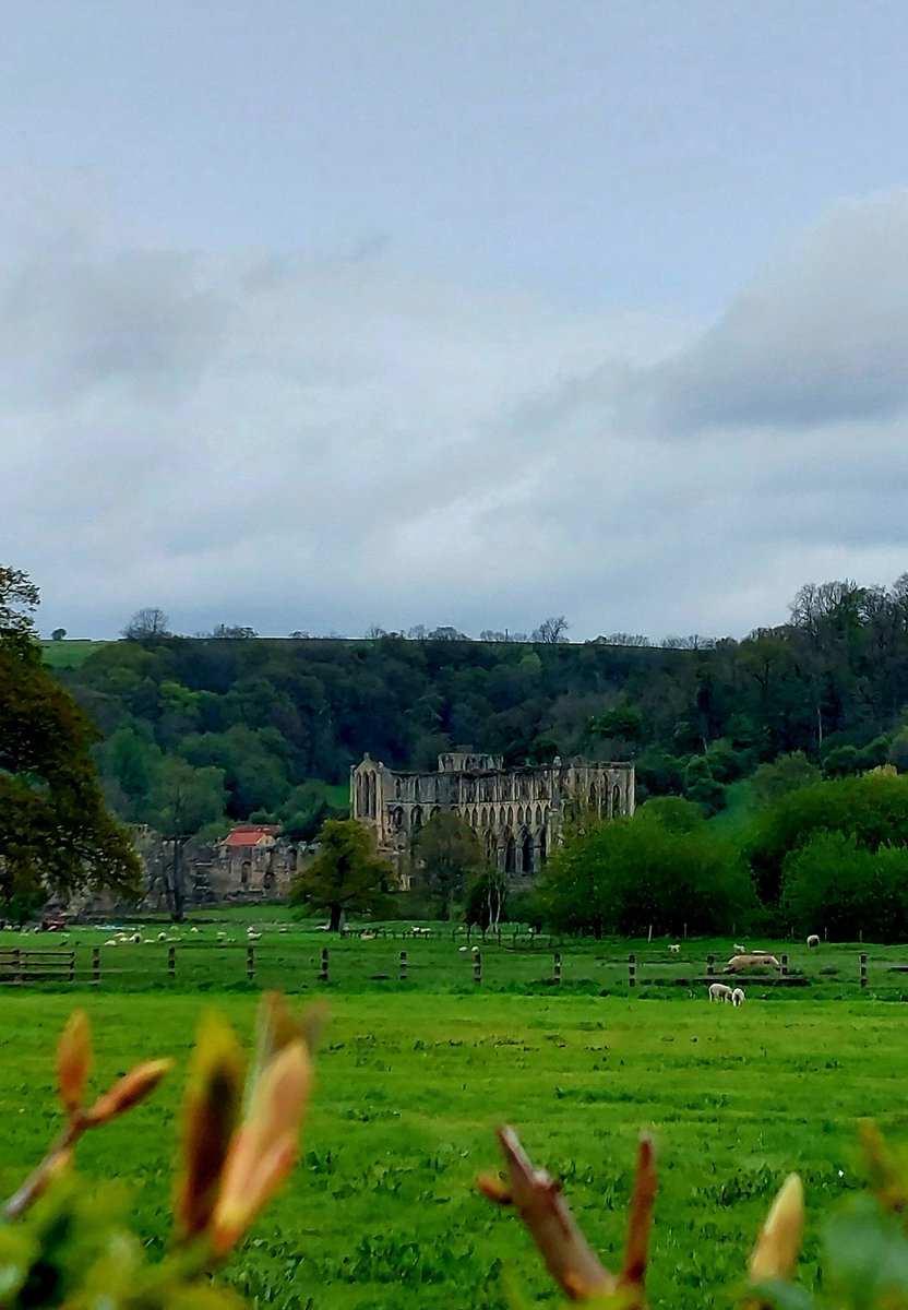 snazzle_pants's tweet photo. My fave four from today. 15 miles along @ClevelandWayNT from Sneck Yate to Helmsley. Recce for a section of my @HardmoorsUltras 110 relay on 28/29 May in memory of my boy on his 10th anniversary. @NationalTrails #followtheacorn #favefour #trailrunning https://t.co/3BIuEKsPlT https://t.co/6qqBV1sJ4w