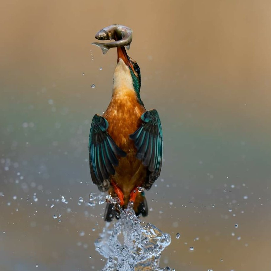 Give her a Retweet if you LOVE the #kingfisher 
#twitter #TwitterNatureCommunity #TwitterFriends #TwitterFamily