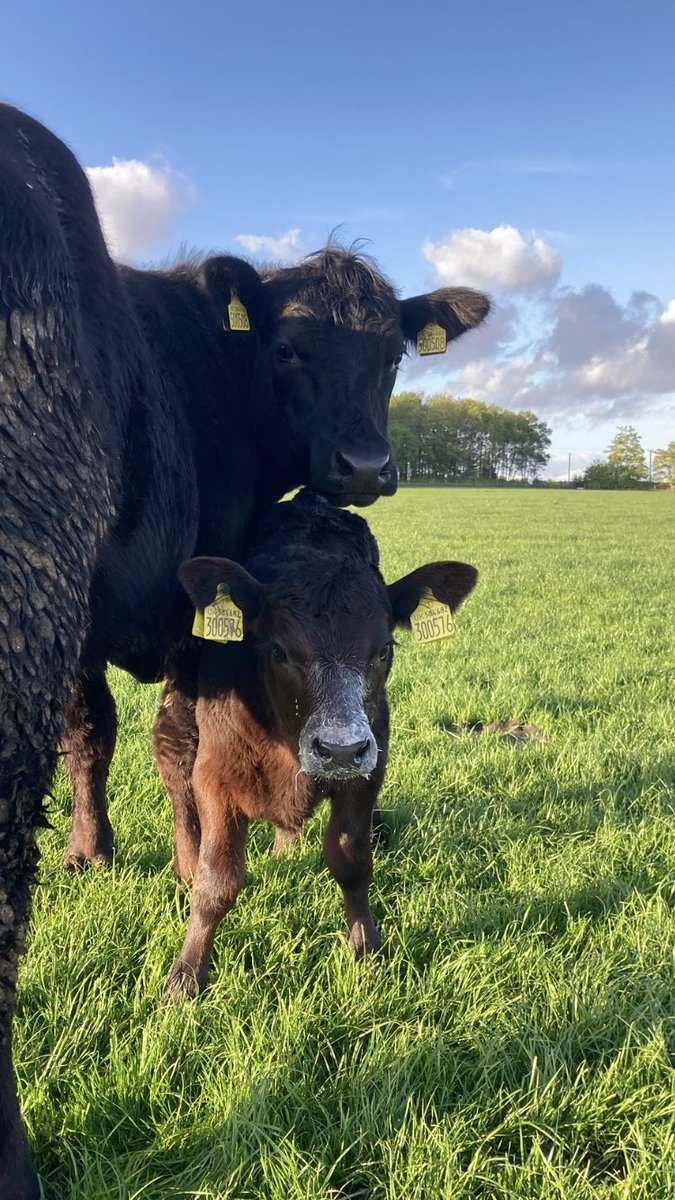 farmergileslane's tweet photo. This is great to see and exactly what we are trying to achieve. Primula W508 (by Everest) suckling a Moor Park sired heifer calf. She calved at 23 months and has been out at grass for around two weeks. #Lowinput #Maternalsmatter #Grasstomilktobeef #Workingcattle https://t.co/0kiJAz2dtF