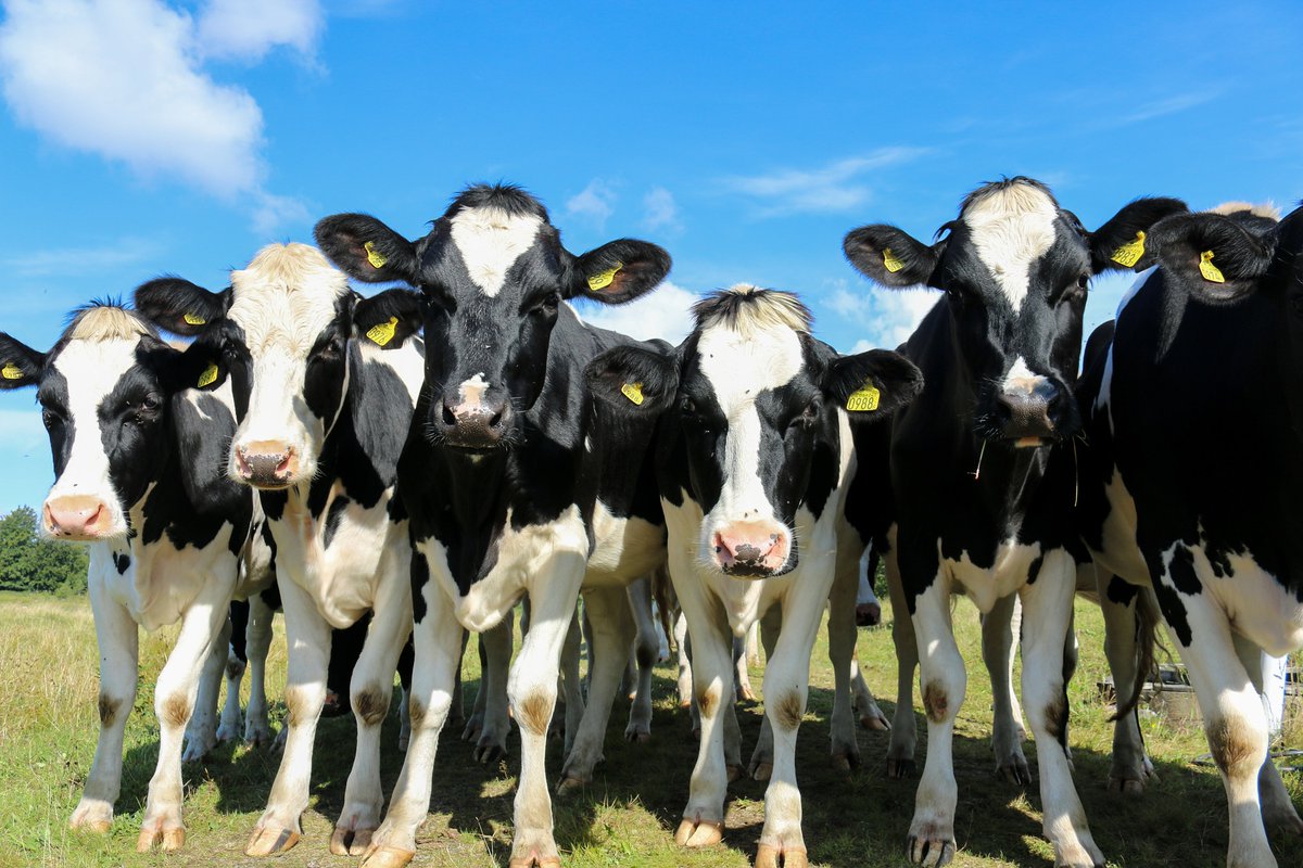 CBTherapeutics's tweet photo. Cellular agriculture is predicted to be the next big thing in Canada’s food production.

Cellular agriculture solves two problems that are present in all animal productions: high environmental impacts and animal welfare concerns.

https://t.co/QbkOFJpytP

#foodtech #cellularmeat https://t.co/Mh3RP4wxhZ