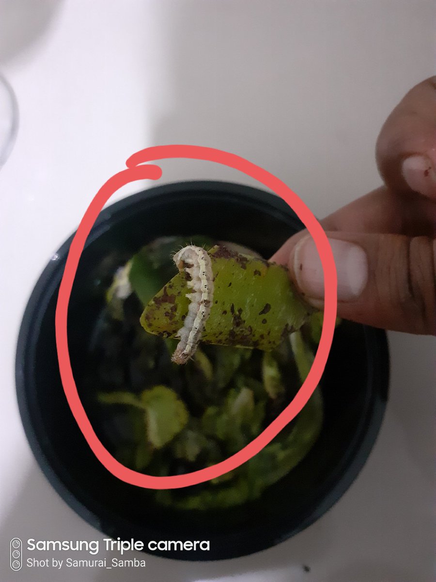 Samurai__Samba's tweet photo. @swiggy_in @SwiggyCares @SwiggyInstamart @cafearabiapune Ordered food from cafe arabia pune via swiggy and look what i found in food. I hope i don't get any serious health issues. Requesting Swiggy and Cafe arabia NIBM to take serious actions over food quality. https://t.co/QT4f58tHZU