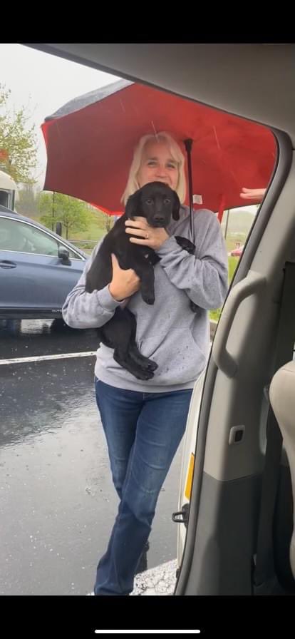 BrooklineLabs's tweet photo. #RESCUERIDE - 14-week-old Colby came into foster care today after his long journey north. About 18 pounds now, he is super sweet. Keep an eye on our website (https://t.co/dpNd3G4JqS) for his blog once his foster mom learns more about him.
#AdoptableLabs #fosteringsaveslives https://t.co/q4AvVsSyeD