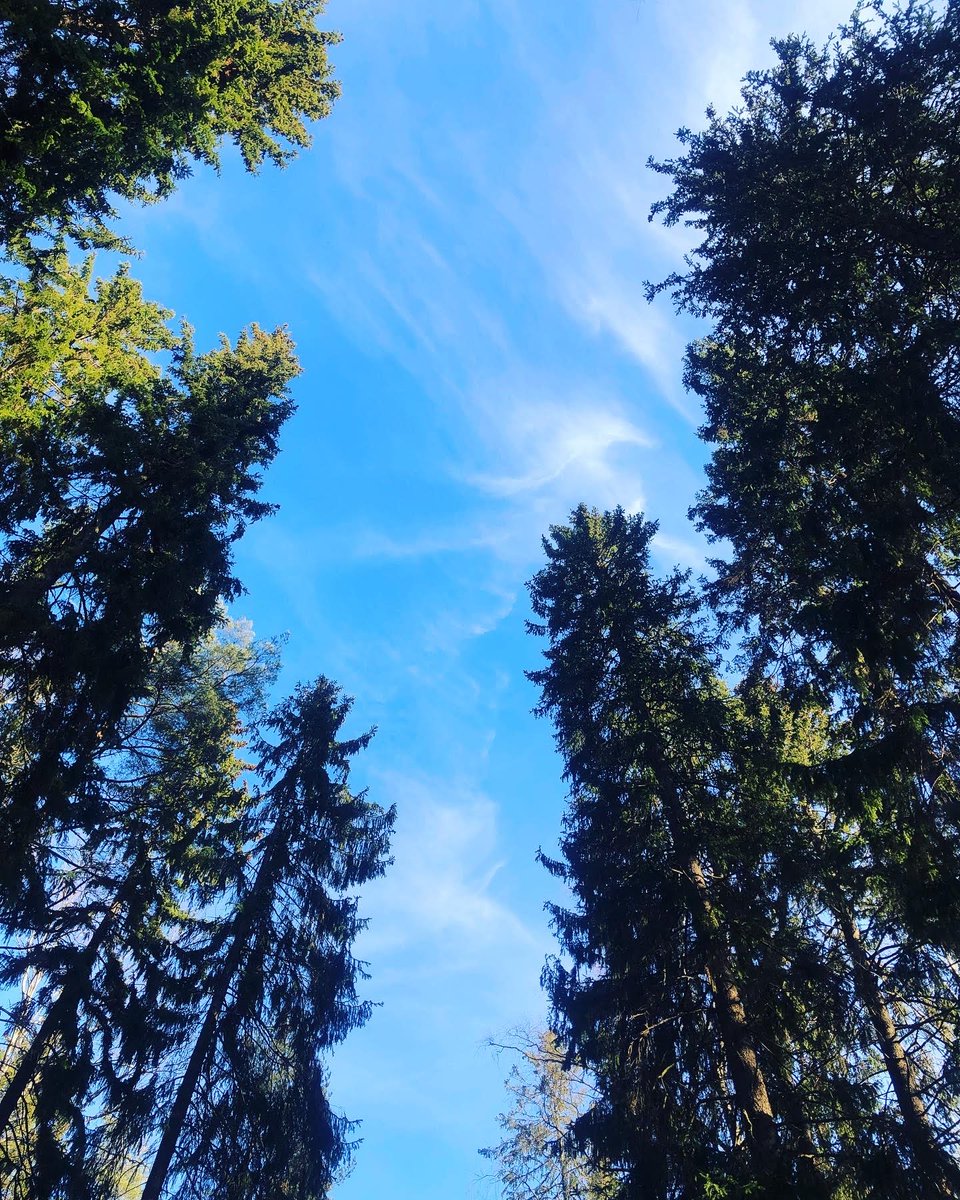 forest_walk_EU's tweet photo. When was the last time you felt #connected to the #forest? 
From 16th to 22th of May join us for a #WalkInTheWoods! 🌳🌳🌳 and take part in our first EU-wide crowdsourcing activity for the future of our #forests! 
https://t.co/1cj8NoL4dQ
#TheGreenTrack
#ForNature
#COP15 https://t.co/KkTs3ZdEhC