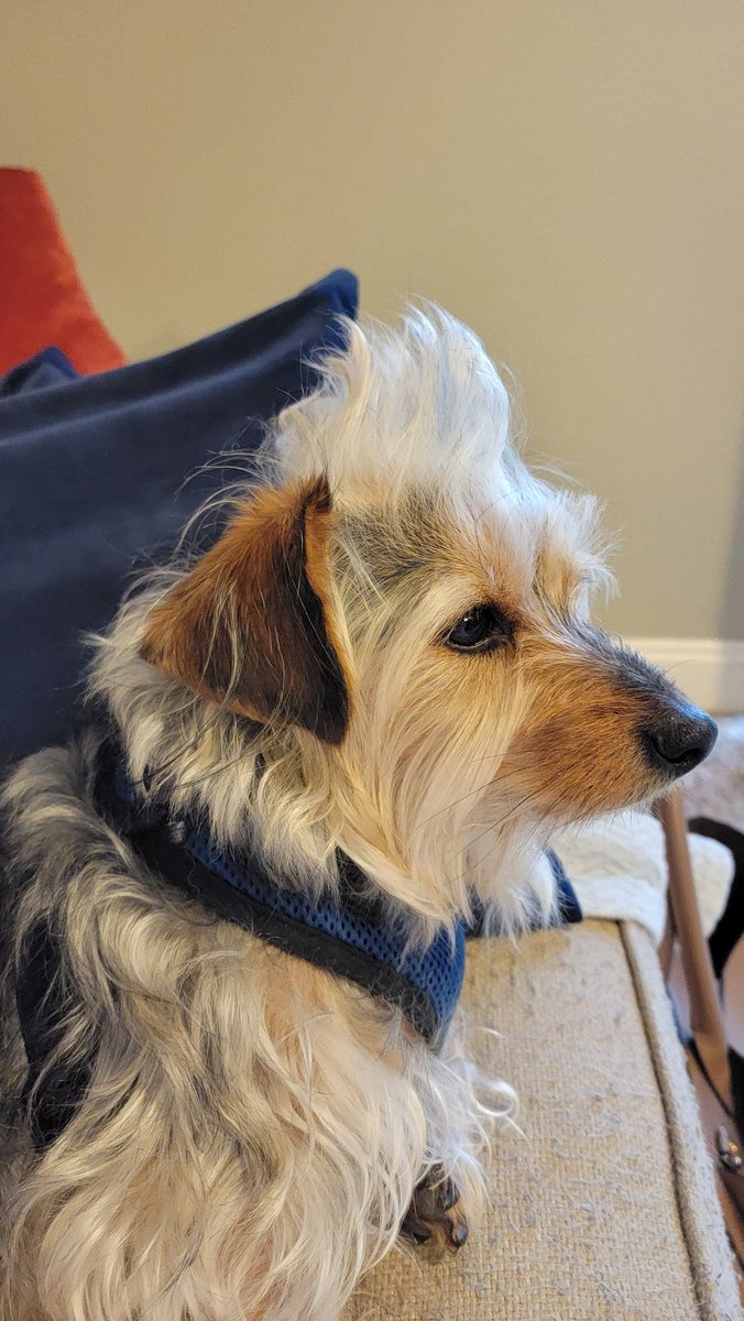 TaylorBogle's tweet photo. Just sharing in case anyone out there needed evidence that my dog is the cutest in the world. Major bonus that he actually enjoys the faux hawk. 😂 Happy Friday, y'all! https://t.co/QEZ49apMlV