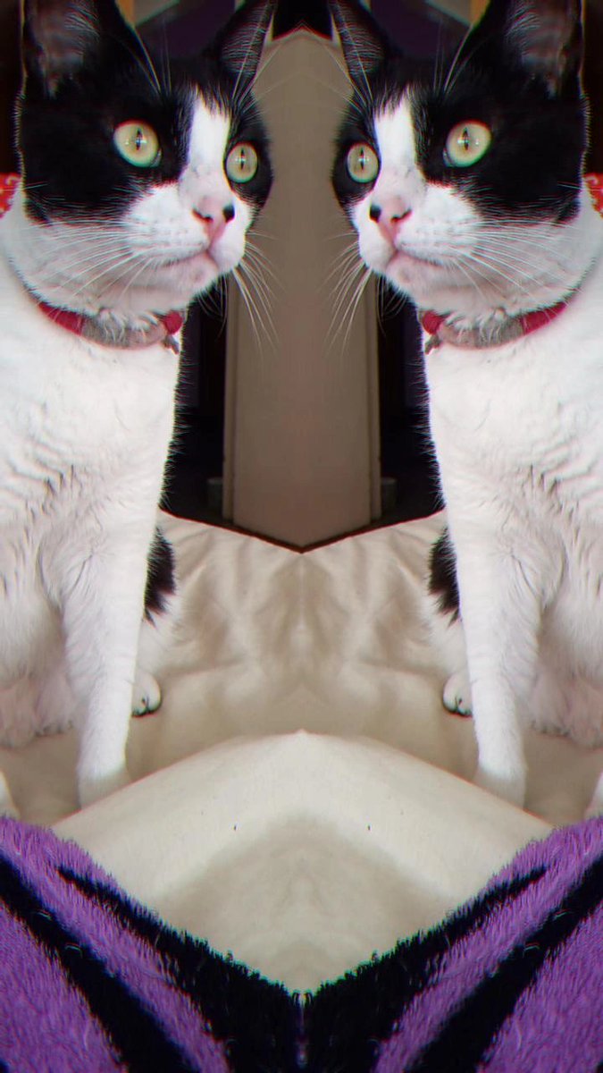 detantoentanto's tweet photo. La gata preguntando xq no arranca el #chorigabes !! https://t.co/UqIfEq9s6r