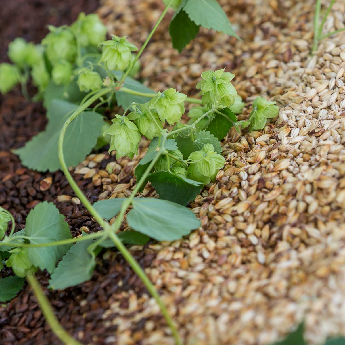 Tomorrow is National Homebrew Day! Many of the breweries coming to Brewfest started out as brewers making small batches at home, we're glad they did! $40 presale tickets available online only bit.ly/3qF6JCE until 11:59 p.m. on May 11.  Day of BBF $50, limited capacity.