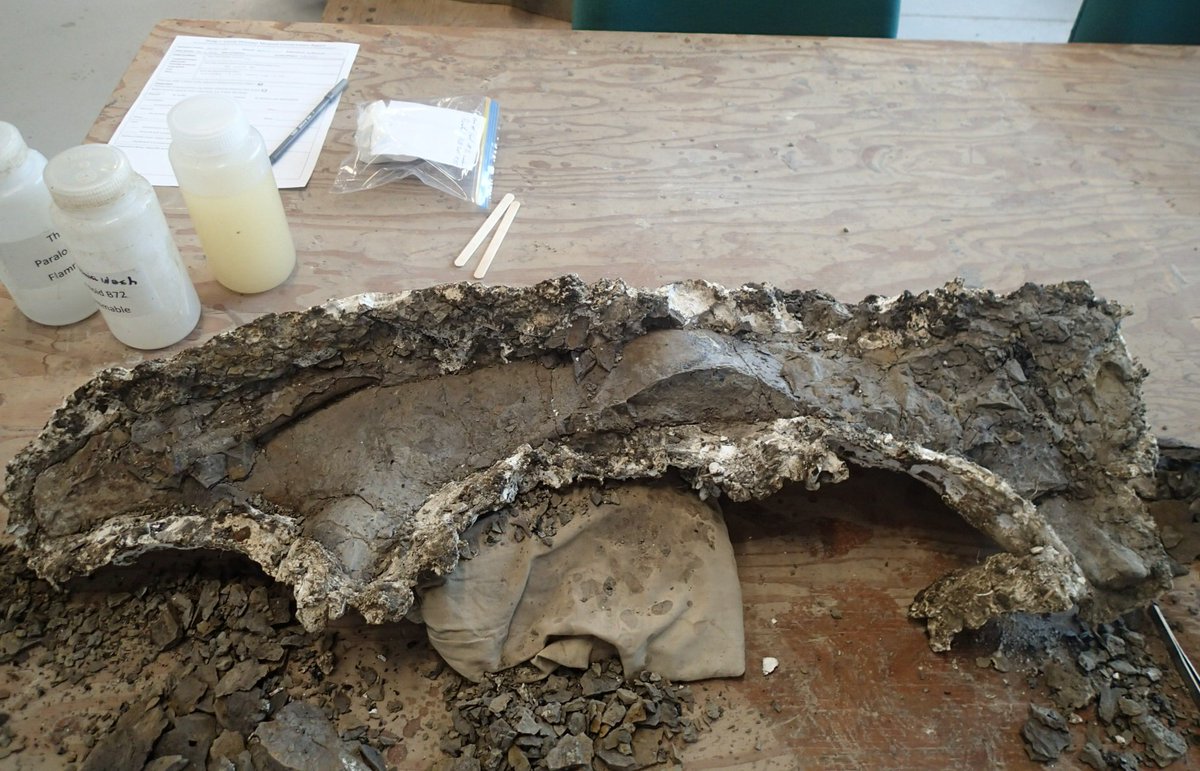 EL_Bamforth's tweet photo. #FossilFriday! The first specimen from the #PipestoneCreekBonebed I've worked on! This is the #parietal (the back of the #frill) of a #Pachyrhinosaurus, the #ceratopsian #dinosaur that makes up most of the Late #Cretaceous bonebed. @CurrieMuseum #WembleyAB #PeaceRegionAB https://t.co/wpuHIA25ZH