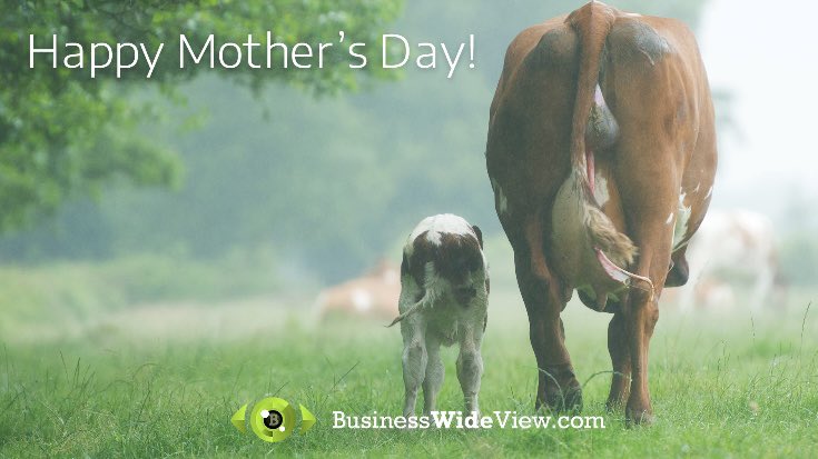 BusinessWideV's tweet photo. Happy Mother’s Day weekend to all our 2 & 4 legged moms from the BWV Team.
#agriculture #ag #agapp #farmers #ranchers #farming #consumers #connection #innovation #business #canadian #canada #beef #cows #cowboy #grain #crop #app #webapp https://t.co/cmhGjsBxwi