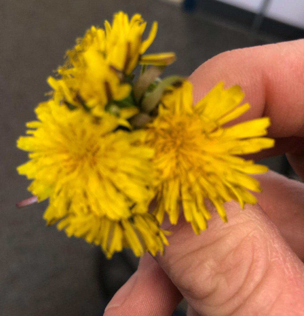 Declaring spring is here! The first bouquet of dandelions have been picked. Thank you grade 1 students!  #elementaryschool