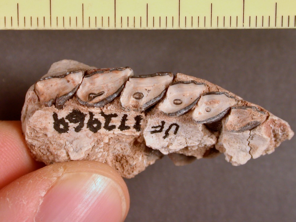 dcpaleo's tweet photo. #FossilFriday 🇧🇴Beautiful upper teeth of Archaeohyrax suniensis from #Bolivia. Despite its scientific name, it is not a #hyrax (nor even similar to one); it is a 25 m.y.o. #notoungulate. You can see how its tall teeth became simpler as they wore down (from left to right). https://t.co/8pide2k8HB