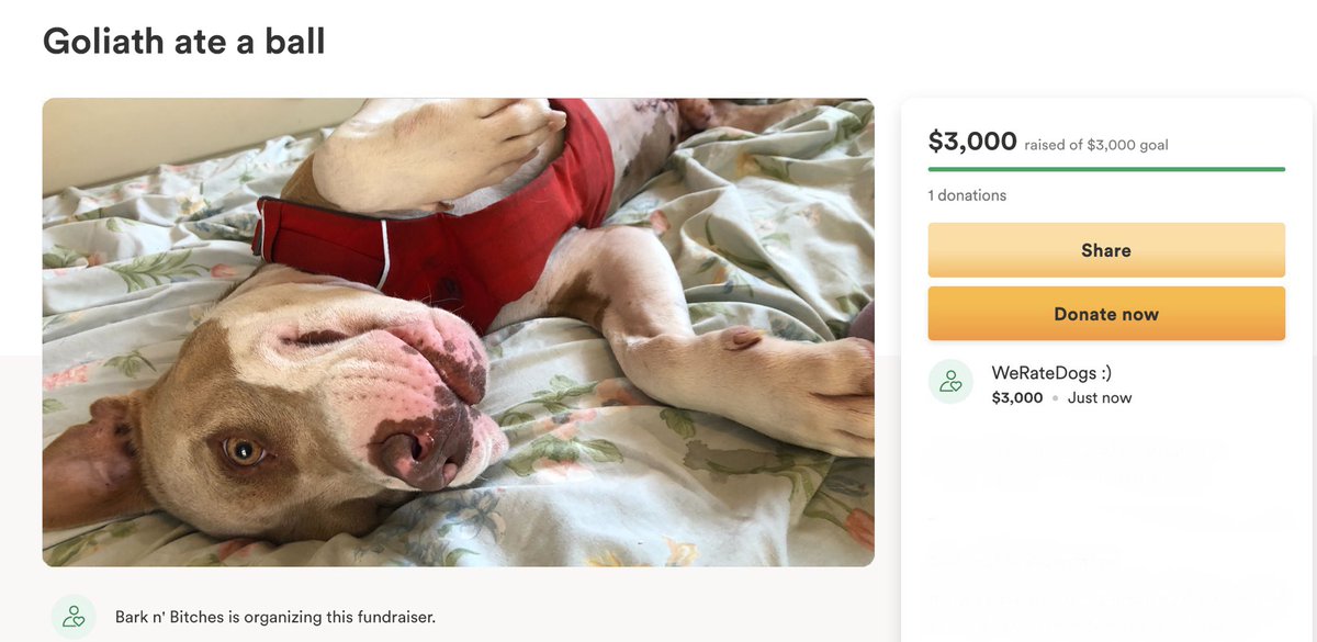 This is Goliath. He loves to play fetch so much he accidentally ate a tennis ball and needed surgery to remove it. We've covered his medical costs, and Goliath said he'll return balls undigested from now on. 12/10