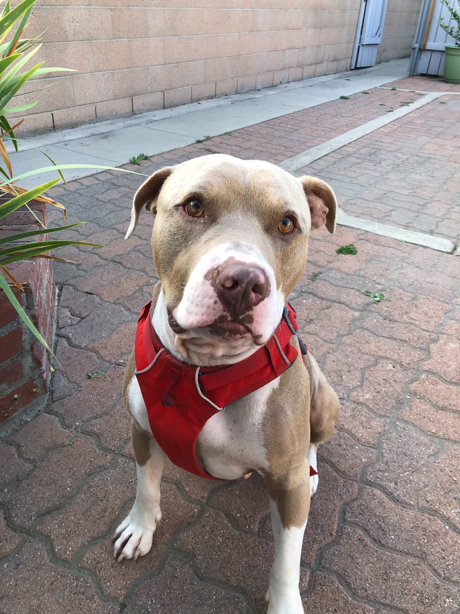 Playtime mishaps happen. Goliath asks that you please consider getting <a href="/Trupanion/">Trupanion</a> for your pup so you never have to send us a GoFundMe. Click the link below to get a quote. It’s best to be puppared ❤️ #partner 

trupanion.com/ec/weratedogs