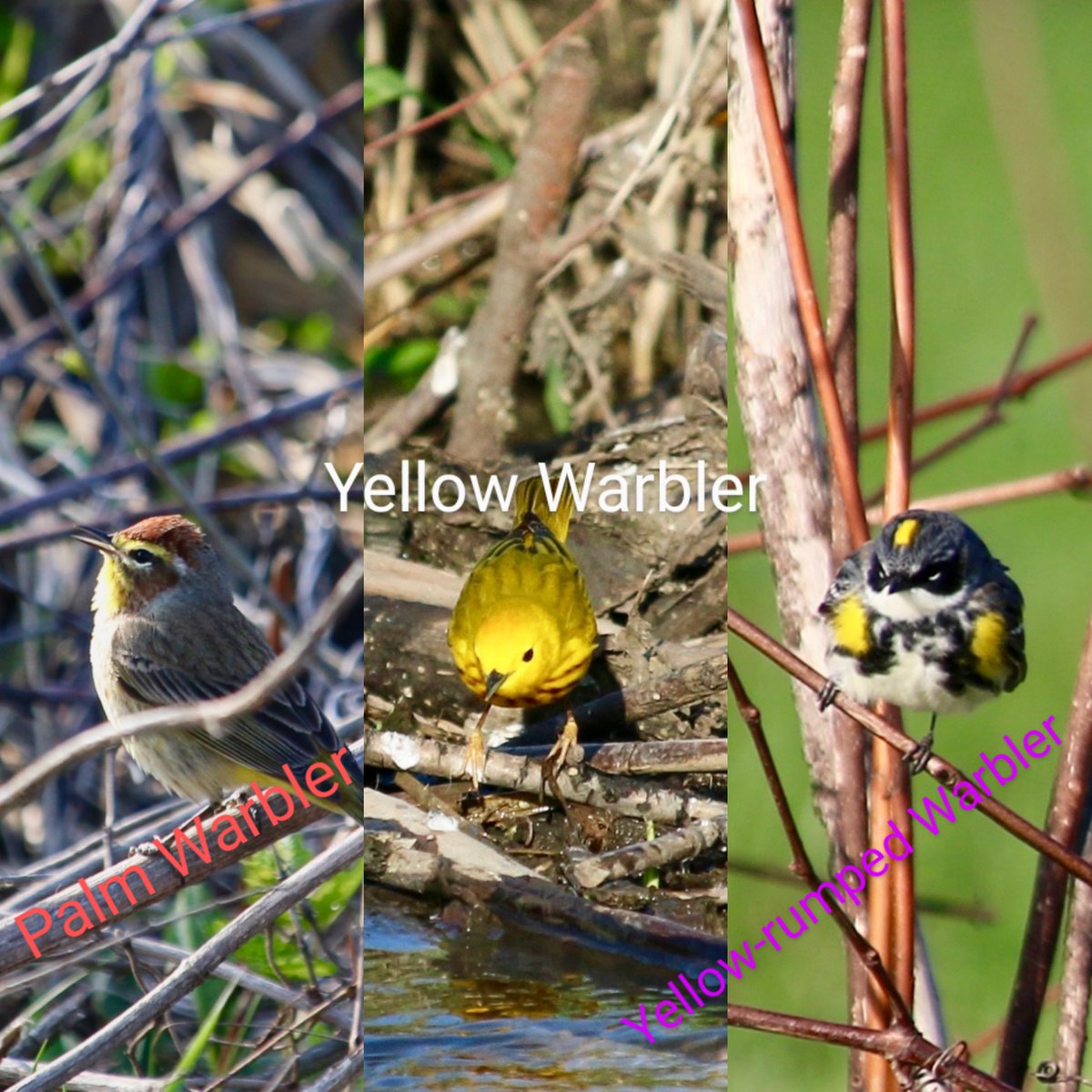 Birding With Barba tweet media