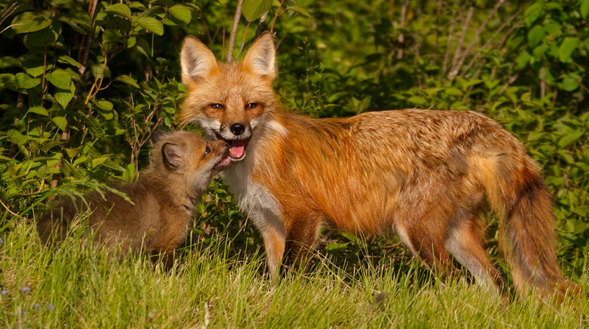 WildKingdom's tweet photo. With Mother's Day this Sunday, it would only be appropriate to show you this adorable red fox kit with her mom on this rendition of #CubFriday! https://t.co/kirzJKp9qQ