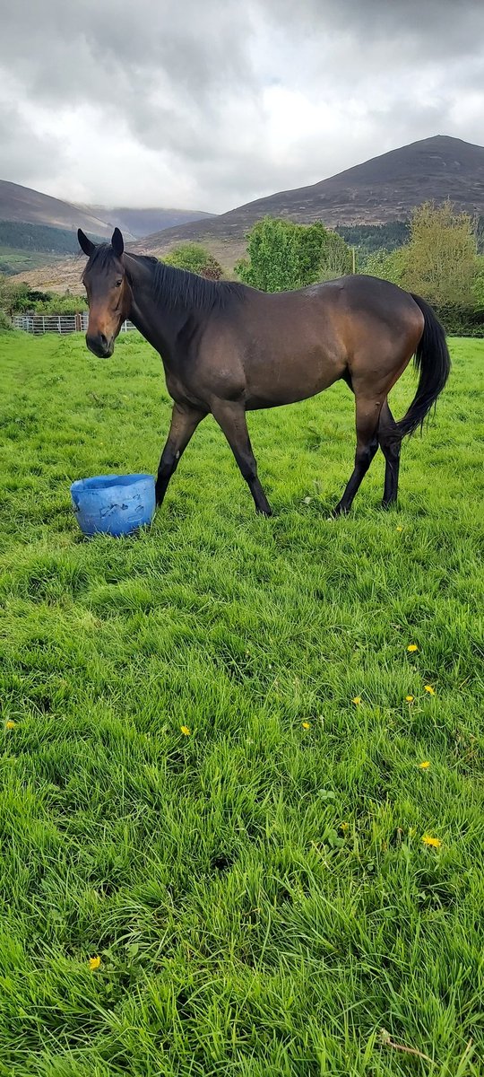 KaiMusknv's tweet photo. Stunning gran son of teofilo, heading to sales later this year.
Does not graze in the parish of Ballyvera according to some genius... #bringitaway ( poor chap couldn't find his way out of a bouncy castle) even with a sat nav.. https://t.co/qnJI9z3vsq