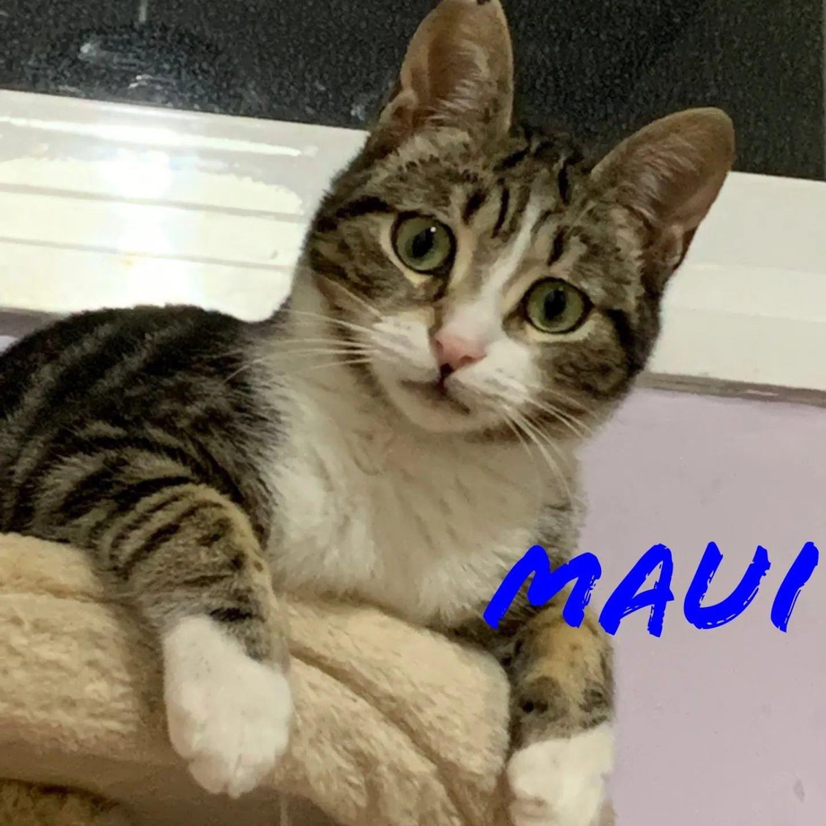 SosMaullidos's tweet photo. GATOS en ADOPCIÓN,son hembras menos Link.Todos/as test Felv/Fiv negativo excepto Júlia que es Felv positiva.👉644.35.96.05👈
Gaia y Maui adopción conjunta 10 meses.Júlia 3 añosFelv positiva  adopción solidaria (la asociación SOS Maullidos ayudará en los gastos)
Palleja, Barcelona https://t.co/KJeoaN1Cl7