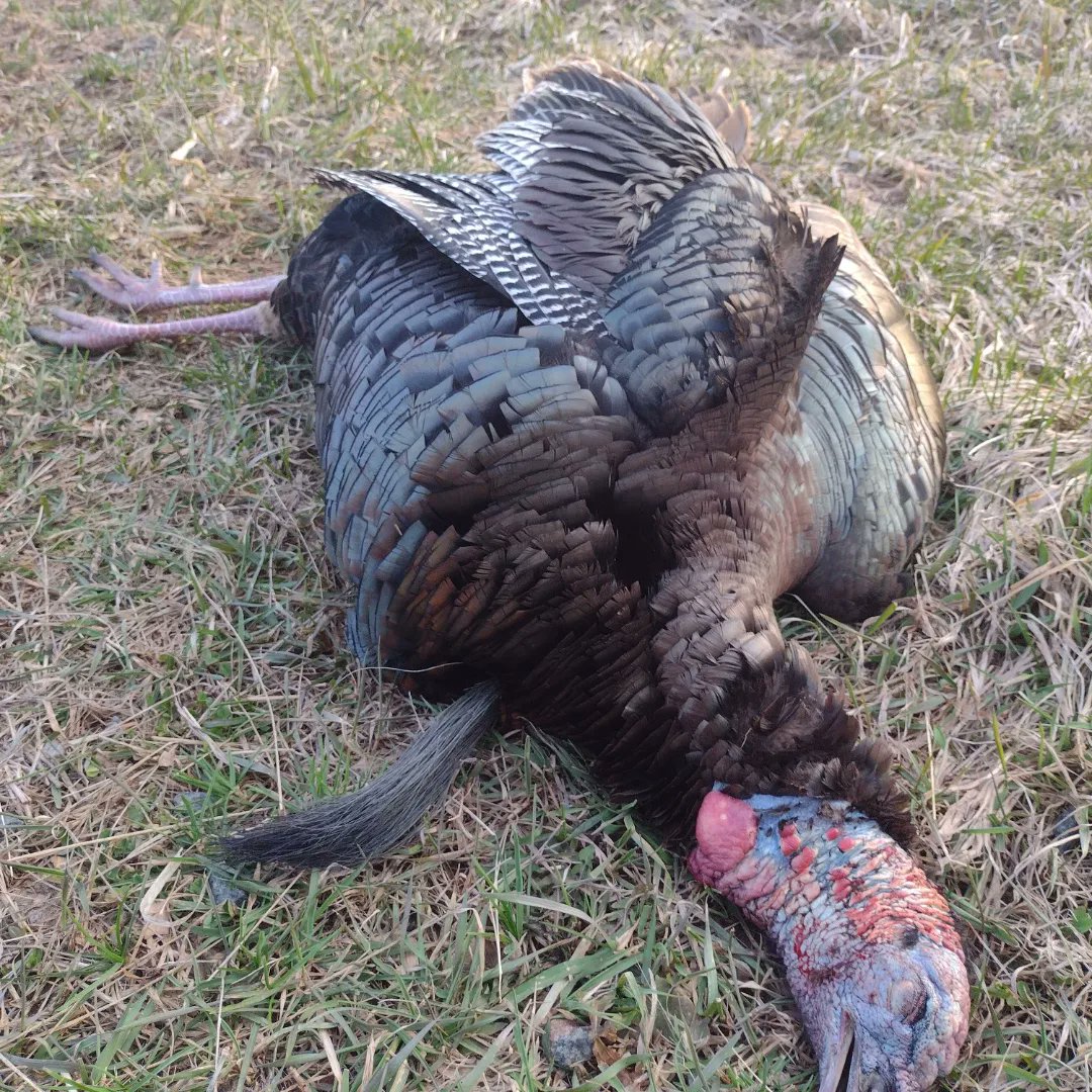 jgbassin's tweet image. Got it done the other night one of my quickest hunts ever. About 12 minutes of hunting time and about a 10-yard shot. Man I love hunting these birds. #turkeyhunting #Wisconsin #thunderchicken #funhunting #turkeydinner