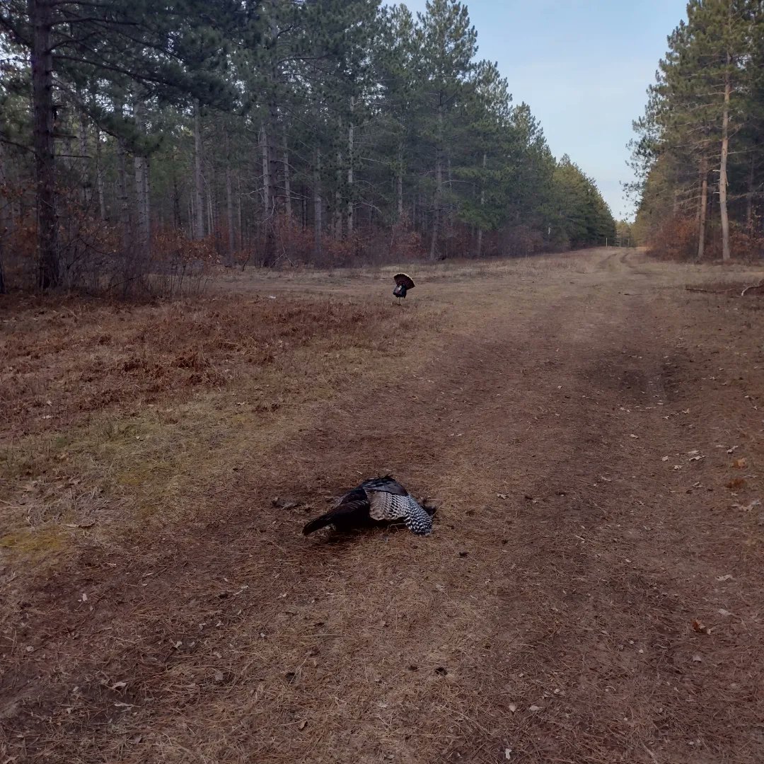 jgbassin's tweet image. Got it done the other night one of my quickest hunts ever. About 12 minutes of hunting time and about a 10-yard shot. Man I love hunting these birds. #turkeyhunting #Wisconsin #thunderchicken #funhunting #turkeydinner