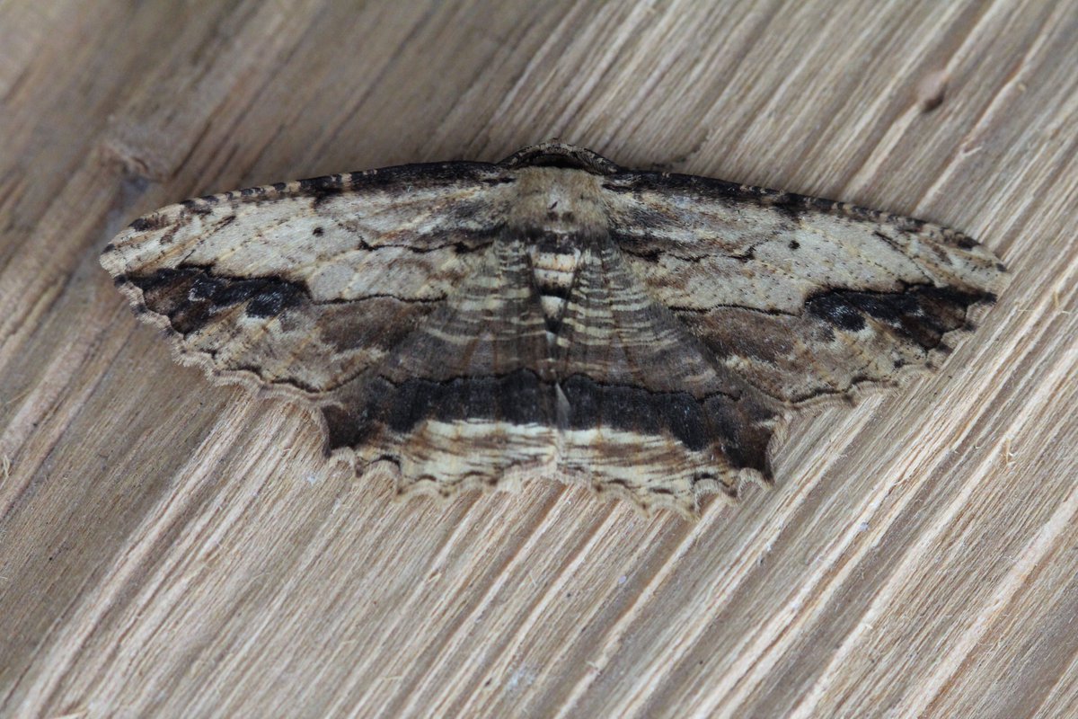 4 of the 38 #moths from my session in the #garden last night. 19 species in total #chocolatetip #bufftip #sallowkitten #wavedumber #gardenmothscheme #northlincswildlife @BritishMoths @georgecmcgavin #entomology #gardenforNature #NomowMay #macrophotography