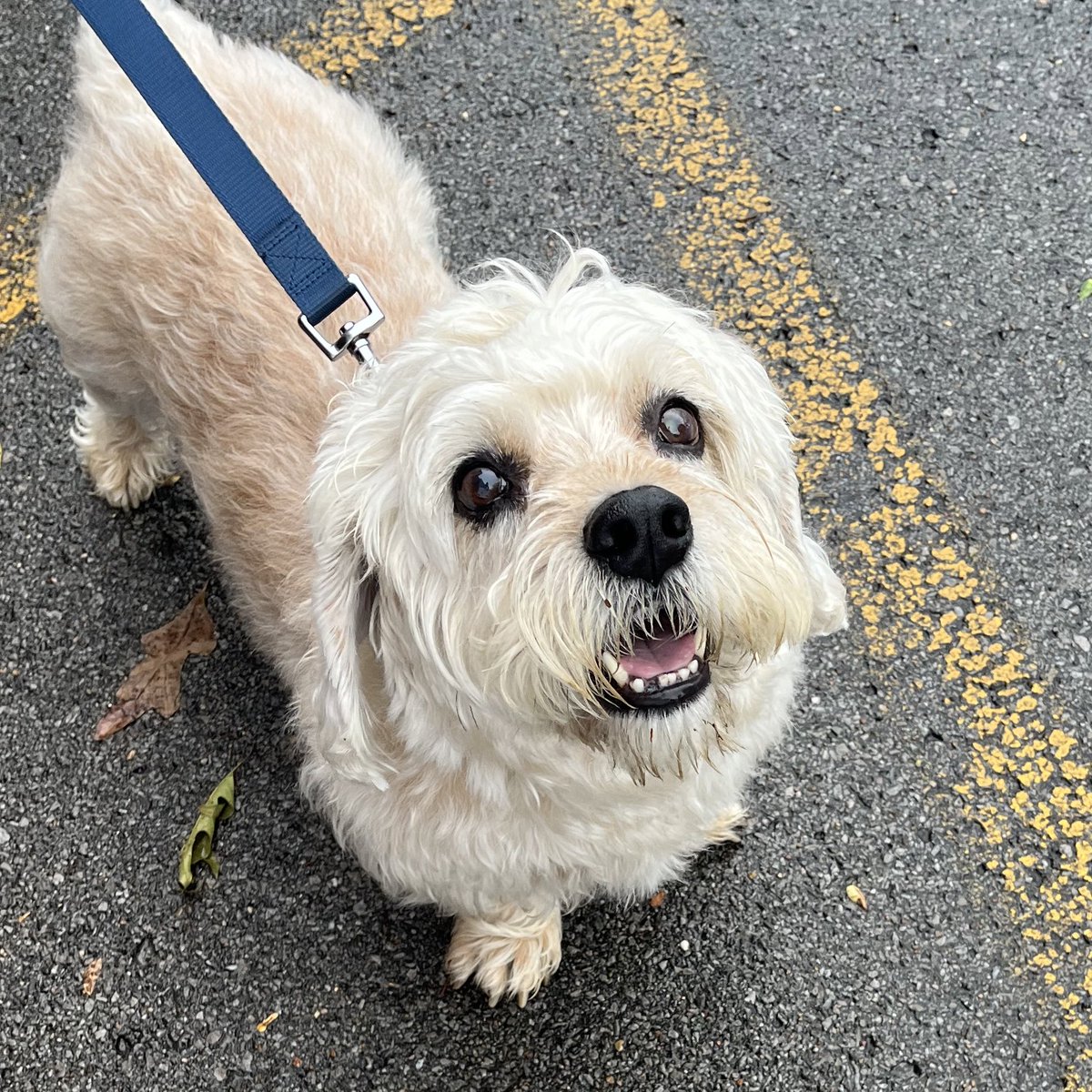 LindsKimery's tweet image. We LOVED celebrating our amazing team of librarians and clerks at our end of the year drive thru! 💙📚💛 Thank you to @LimitlessLib, @vucommodores, @zoobeanreads, @MackinLibrary, and #MusicCityPetPartners for helping make our drive thru super special! #mnpslibhack
